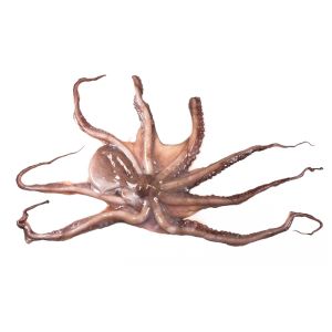 Pulpo crudo