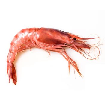 Gamba roja cruda