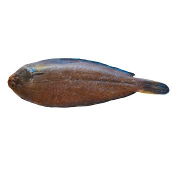 Lenguado costa o migoso