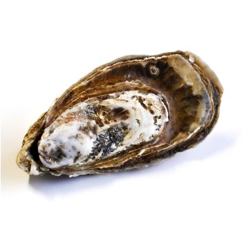 Ostra spécial le Claire