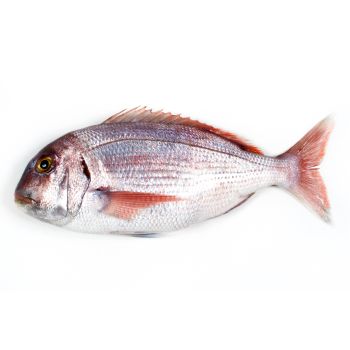 Pargo
