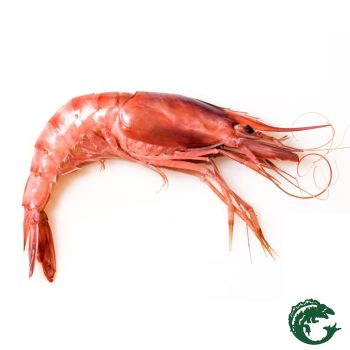 Gamba roja cruda