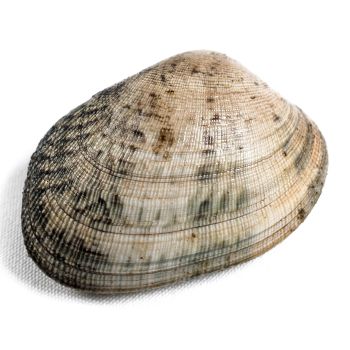 Almeja gorda
