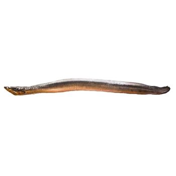 Anguila ahumada  Pescaderías Coruñesas