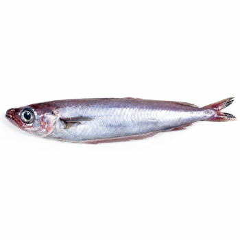 Bacaladilla o lirio