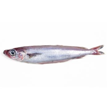 Bacaladilla o lirio