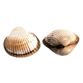 Berberecho