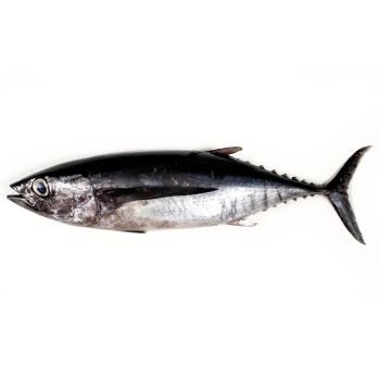 Bonito  