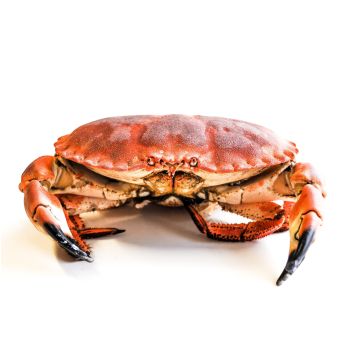 Buey de mar cocido