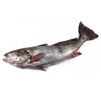 Corvina