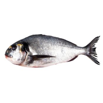 Dorada salvaje (más de 1,5 kg)