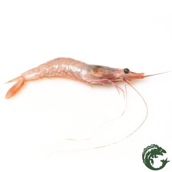 Gamba blanca