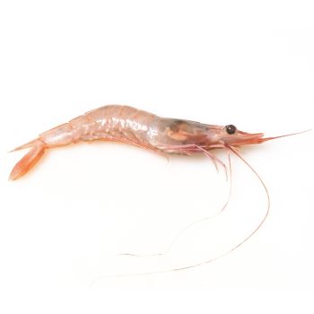 Gamba blanca