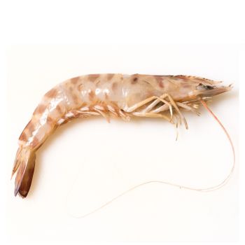 Langostino