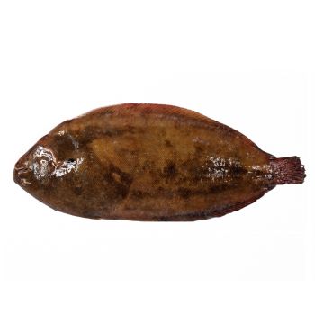 Lenguado