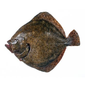 Rodaballo salvaje