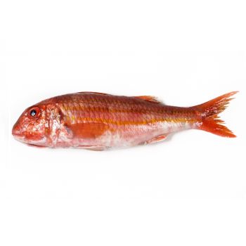 Salmonete
