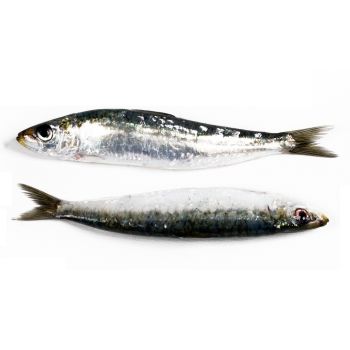 Sardina