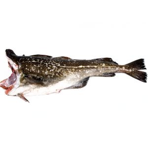 Bacalao 