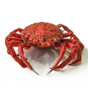 Centollo cocido