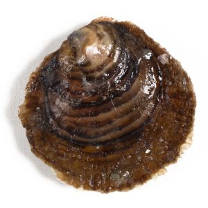 Bandeja de Ostra de Belon