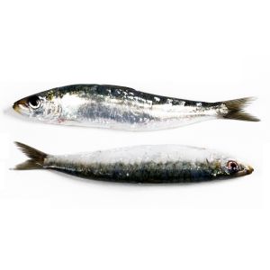 Sardina